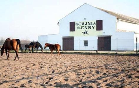 Noclegi Przy Stajni Senny - Horse Riding Łeba Buitenkant foto