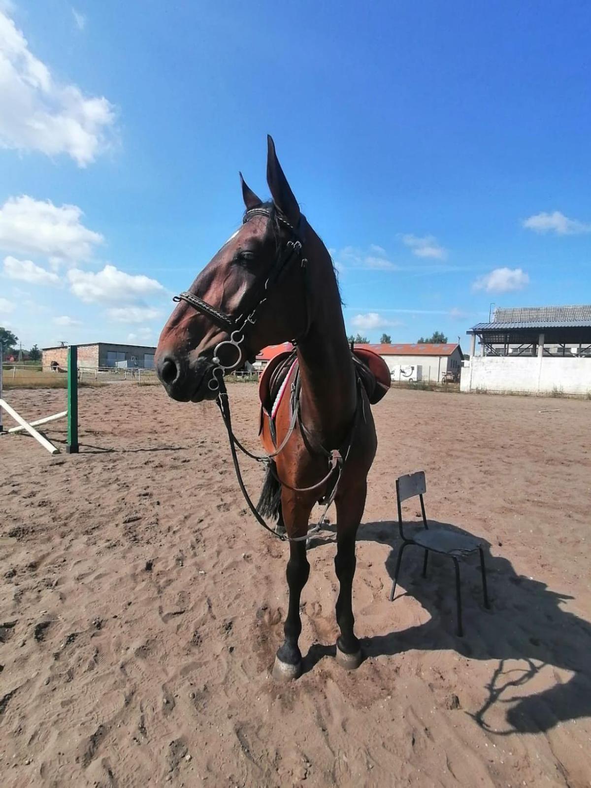 Noclegi Przy Stajni Senny - Horse Riding Łeba Buitenkant foto